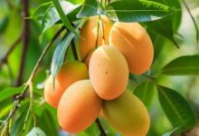 تولید سالانه ۱۵ هزار نهال مثمر استوایی در گناوه