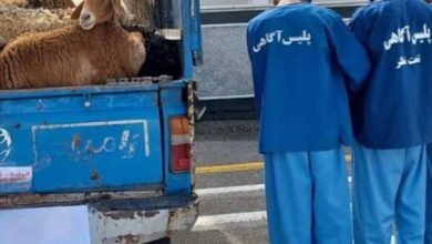 دستگیری باند سارقین احشام در گناوه